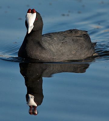 Red-knobbed Coot